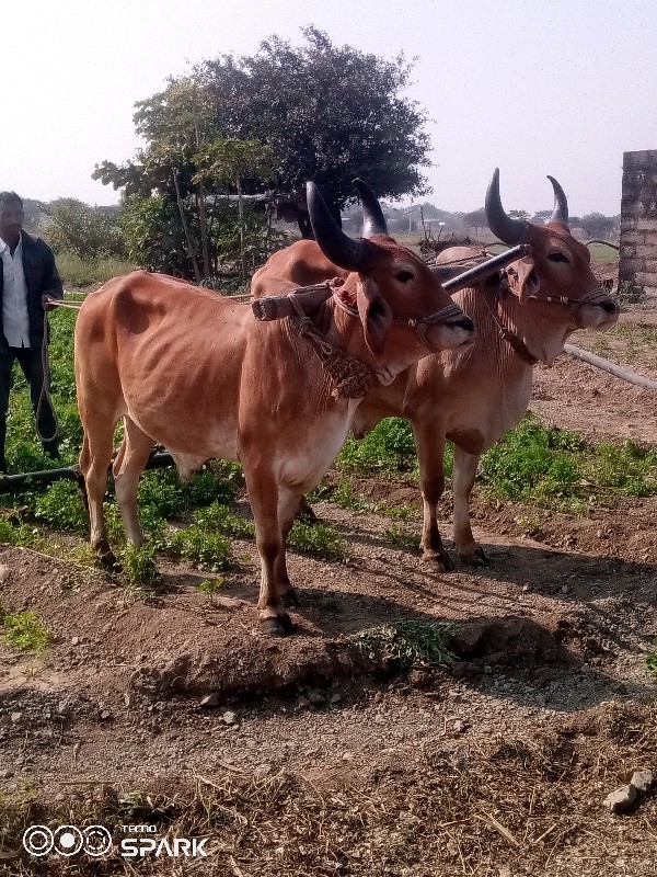 બળદ વેચવાના છે