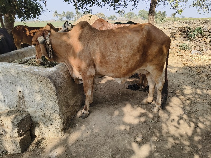 ગાય વેચવાની છે