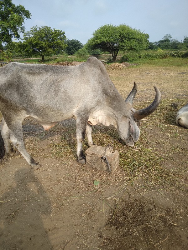 બરદ વેચવાનો છે