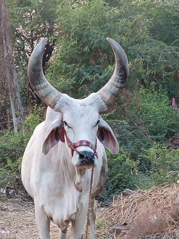 આ ગોઢલો વેચવાનો...