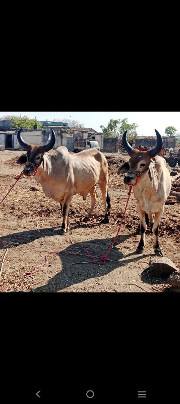 બળદ વેચવાના છે