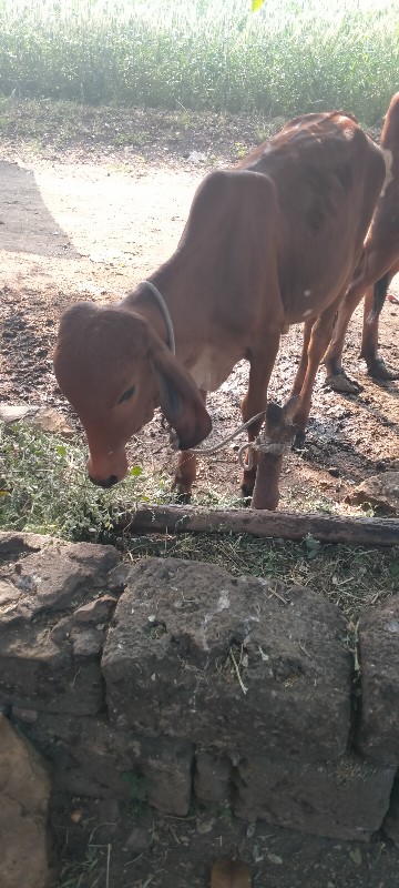 વાચડી દેવા ની મ...