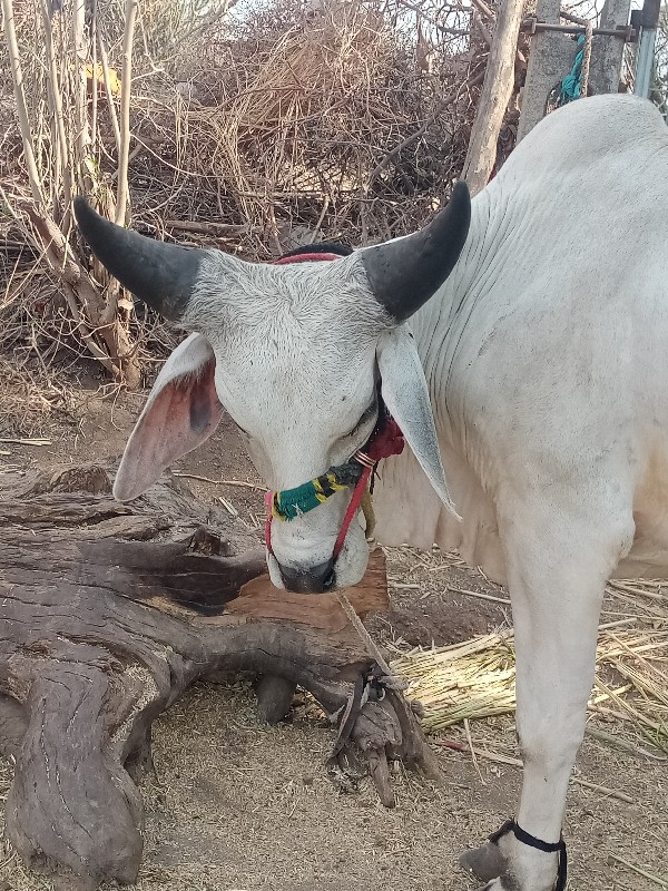 ગોઢલા વેચવાના છ...