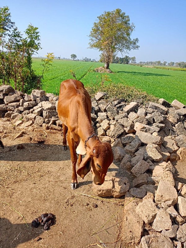 ગિર વાસડી વેસવા...