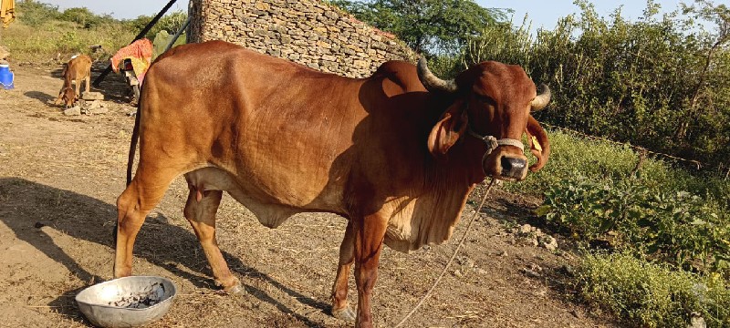 ગાય વેચવાની છે