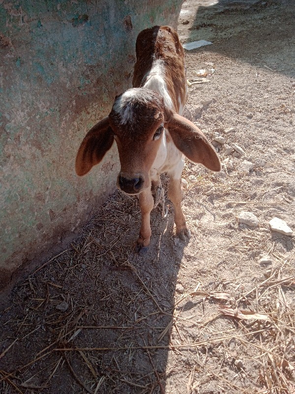 ગાય વેસવા ની છે