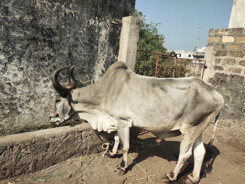 બળદ વેસવાના સે