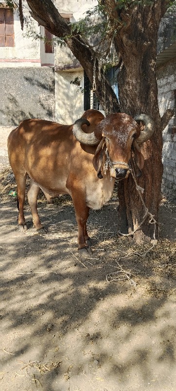 જાવ