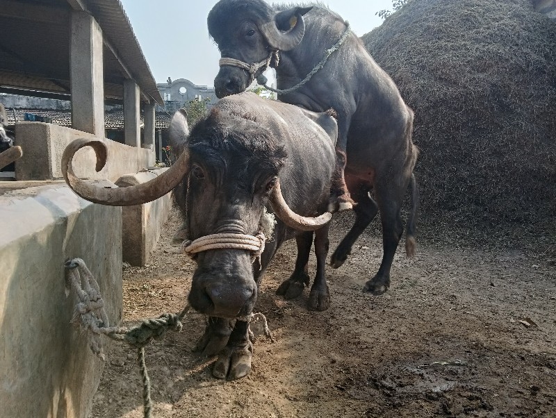 બે ભેંસ વેચવાની...