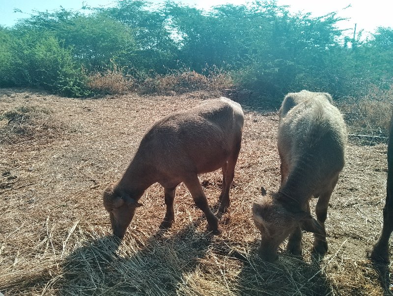 ભેસવેચવાનિસે