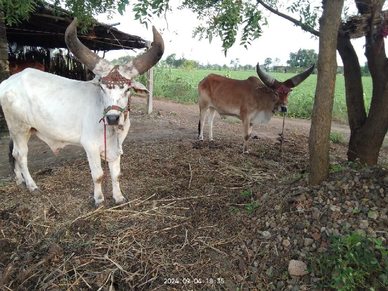 વેશવાના છે