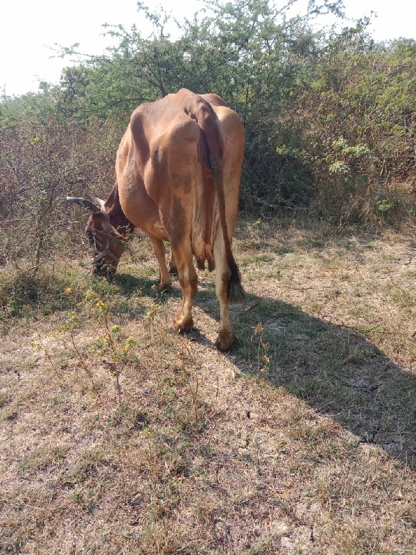 એસબ ગાય વેશવાની...