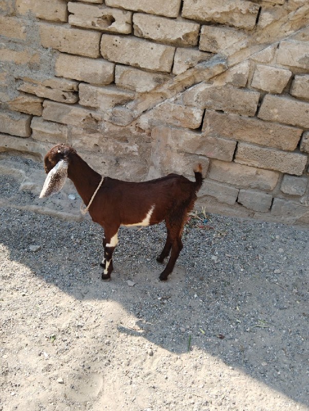 bakri rajasthan...