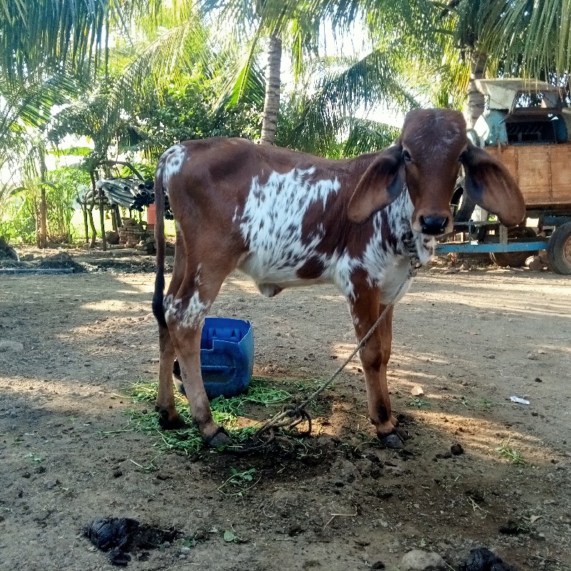 વાસડી આપવાની છે