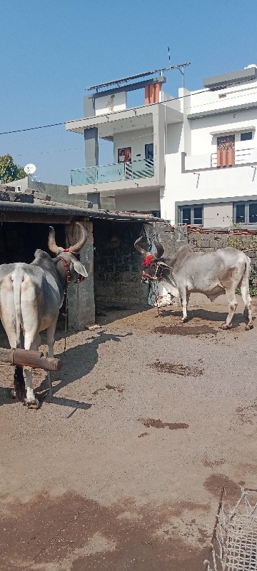 બળદ વેશવાના છે