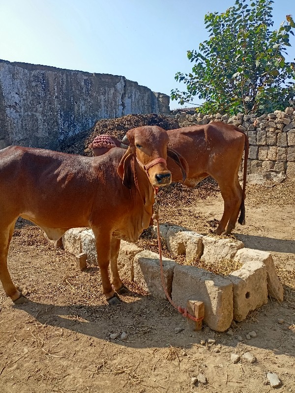 બે વાશળી વેચવા...