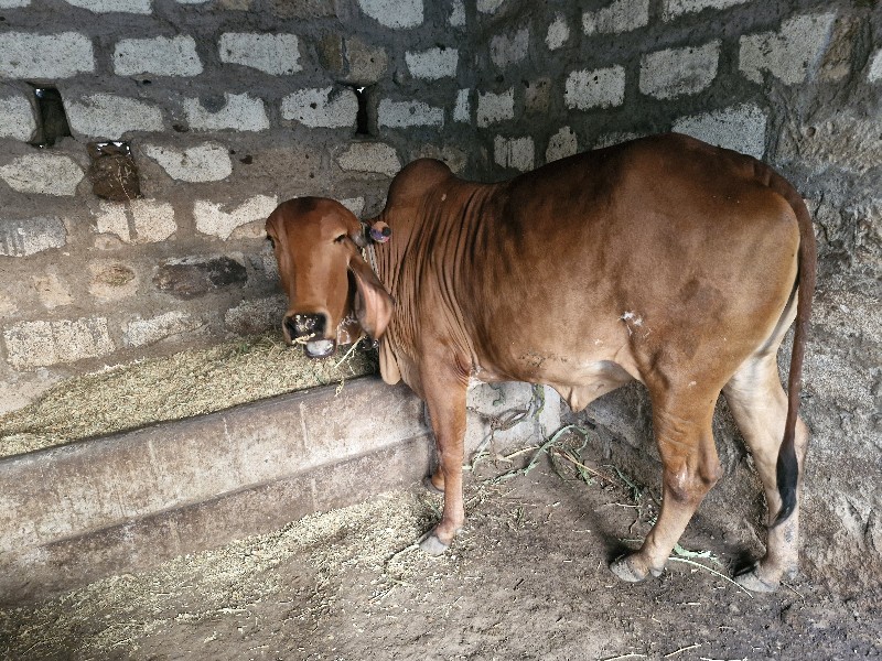 ગાય. હોળકી વેચવ...