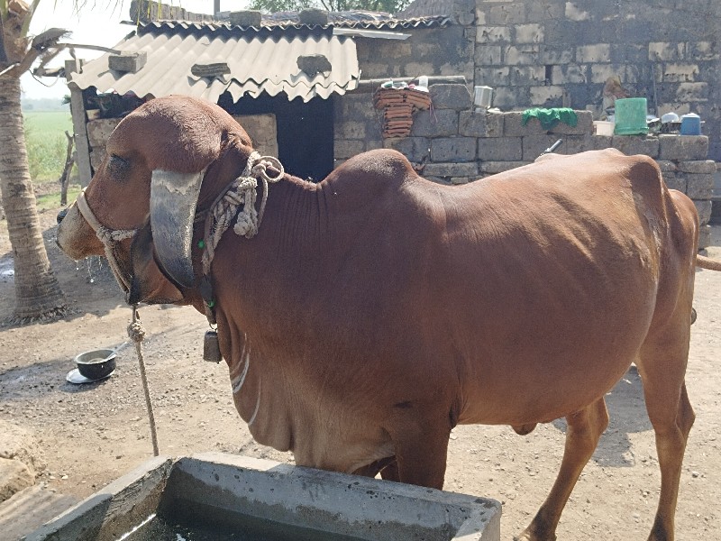 ગાય વેચવાની છે.