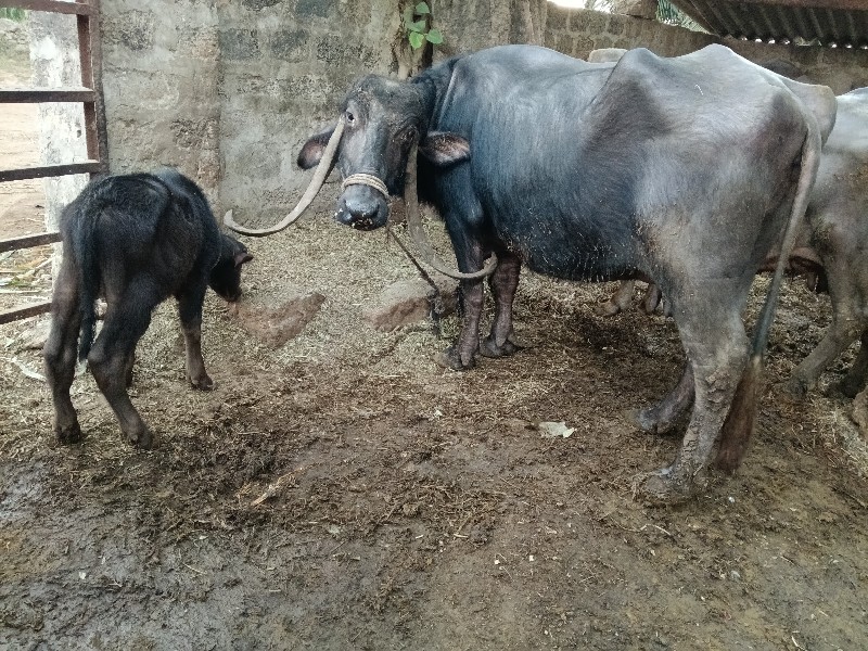 આ ભેંસ વેચવાની...