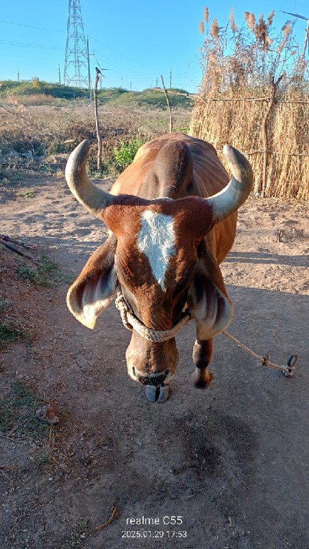 ગાય વેચવાની છે