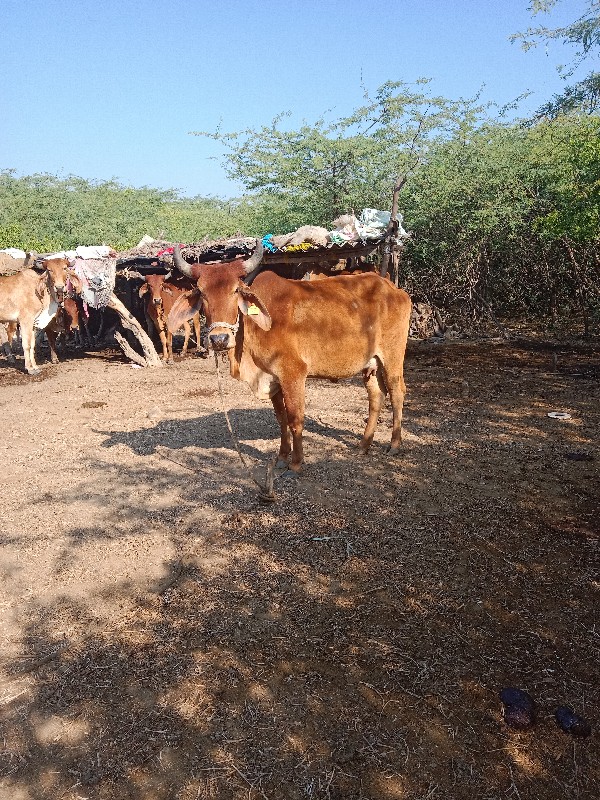 ગાય વેચવાની છે