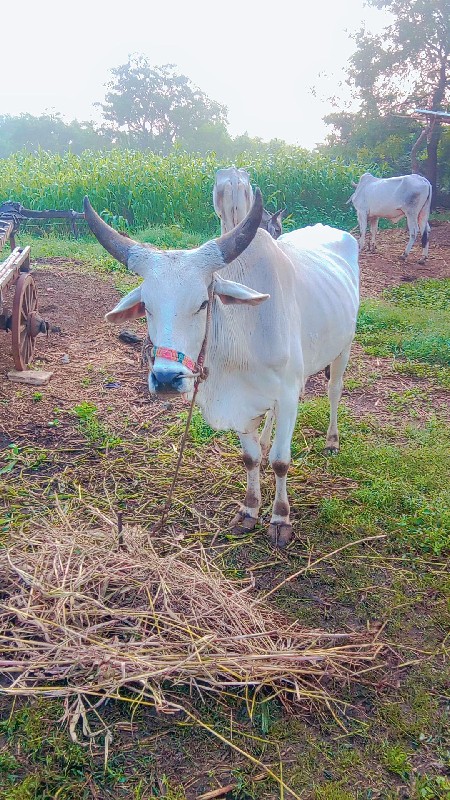 વેચવાનો છે