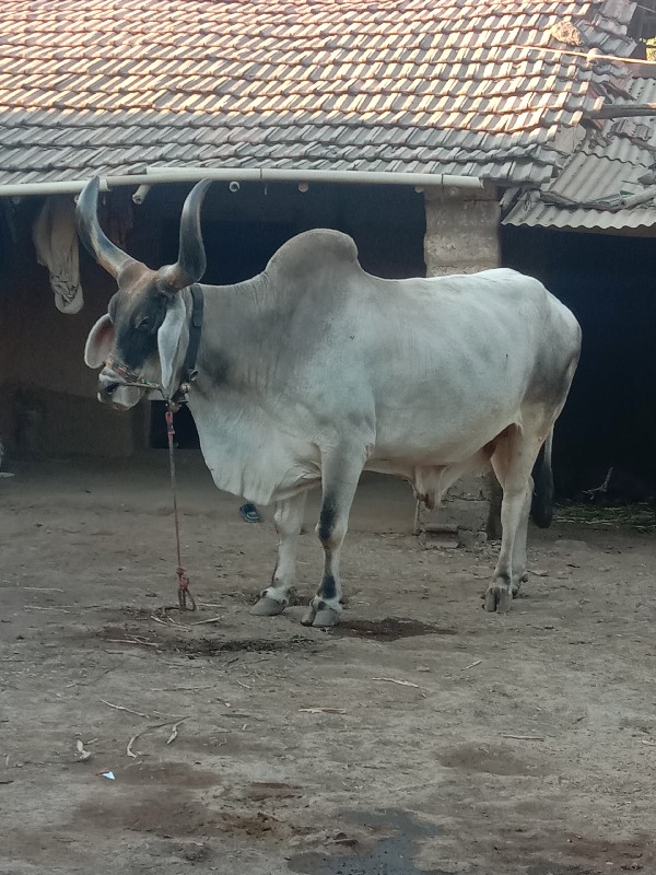 આ બળદ વેચવાનો છ...