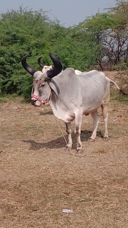 દેવીપુજક લે વેચ