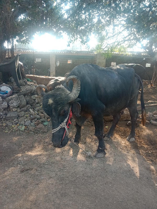 વેચવાની છે