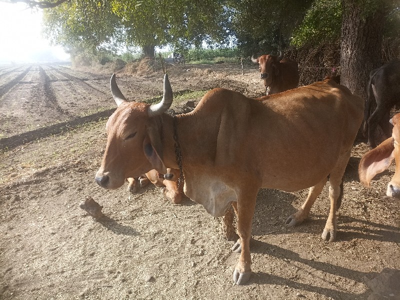 ગાય વેચવાની છે