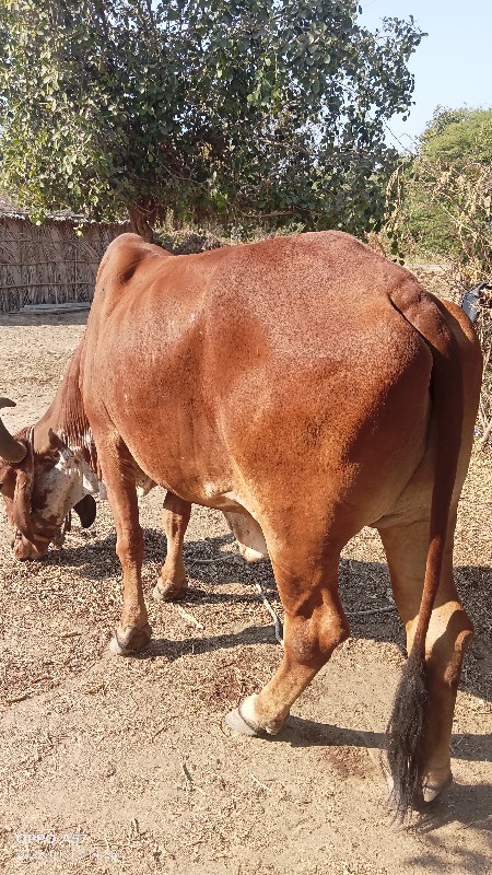 બળદ વેચવાનો છે...