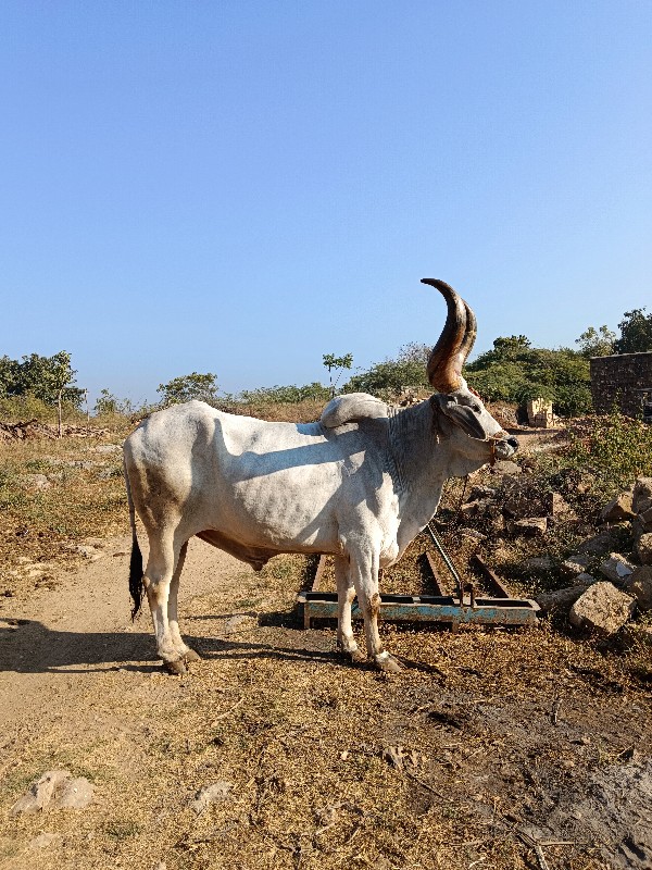 વેચવાનો છે