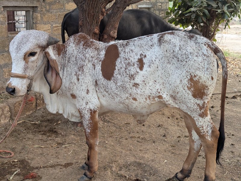 ગાય વેચવાની છે...