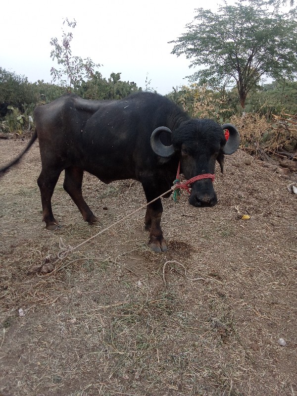 બે ખડેલા વેચવાન...