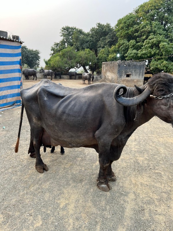 ભેંસ વેચવાની છે