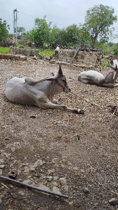 ગોઢલા વેચવાના છ...