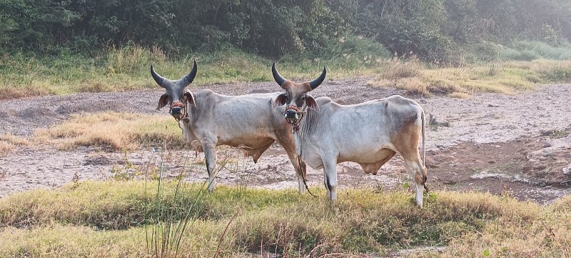 ગોઢલા વેચવાના છ...