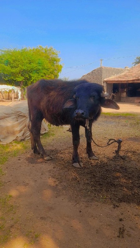 પાડો  વેચવાનો છ...