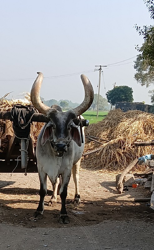 આ બરધ વેચવાનો છ...