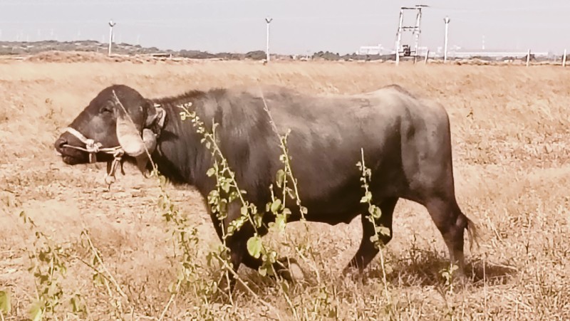 પાડો વેચવાનો છે