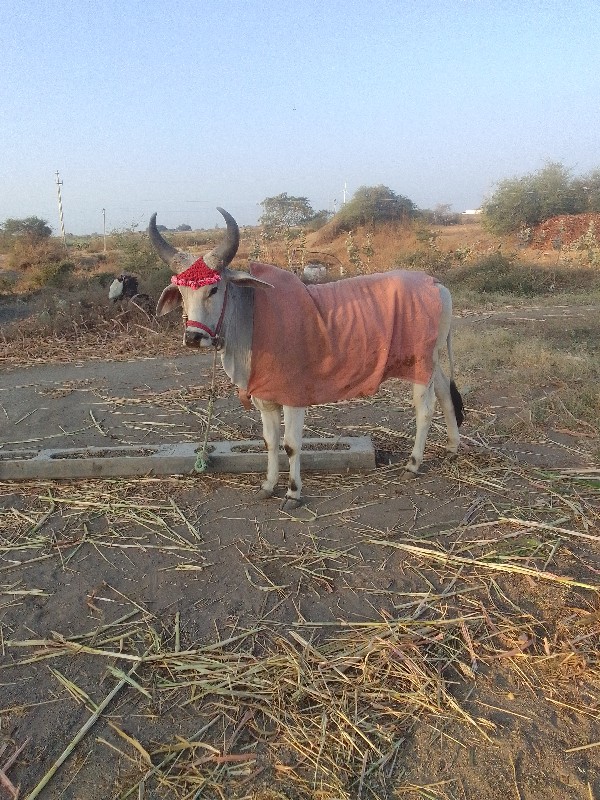 ઘોઢલો વેચવાનો છ...