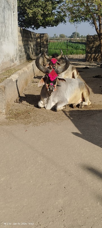 બળદ વેચવાના સે