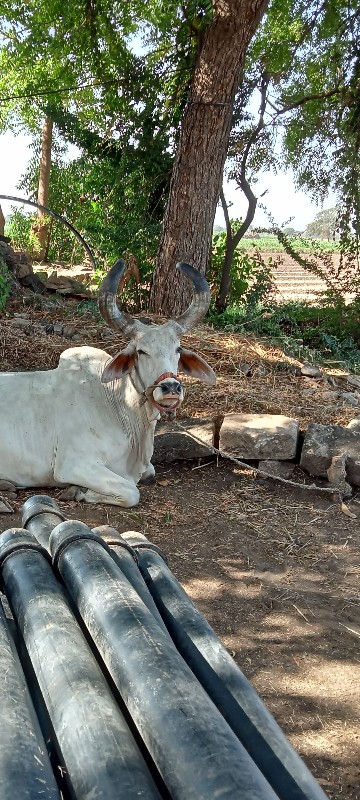 બળદ વેસવાનોસે