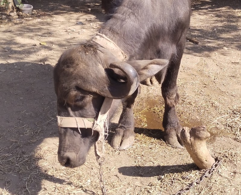 સારું ખળેલું વે...