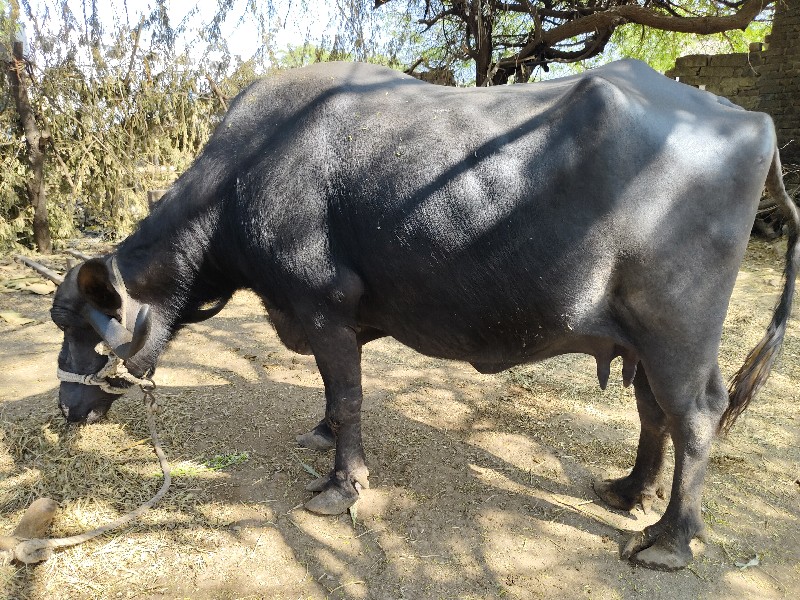 ભેંસ વેચવાની છે