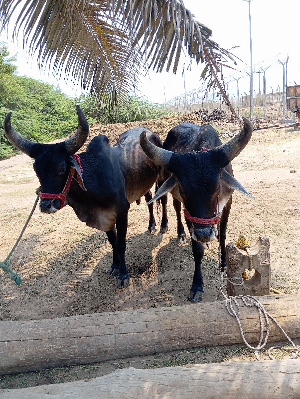 બળધુ વેચવાના છે...