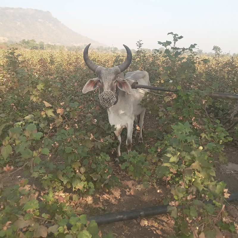 ગોઢલા વેચવાના છ...