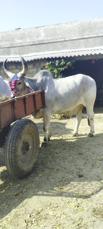 બડદ વેચવા ના છે...