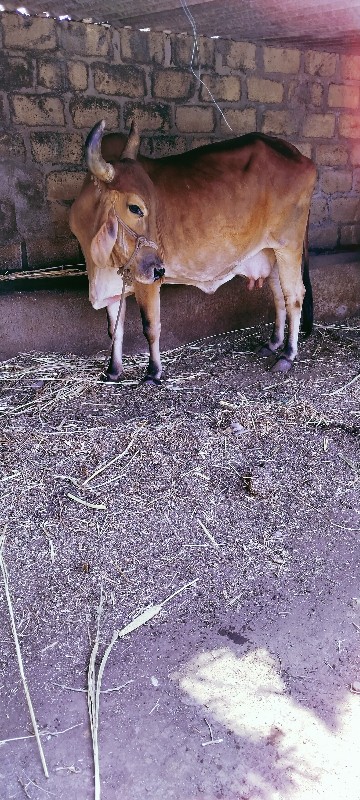 ગાય વેચવાની છે.