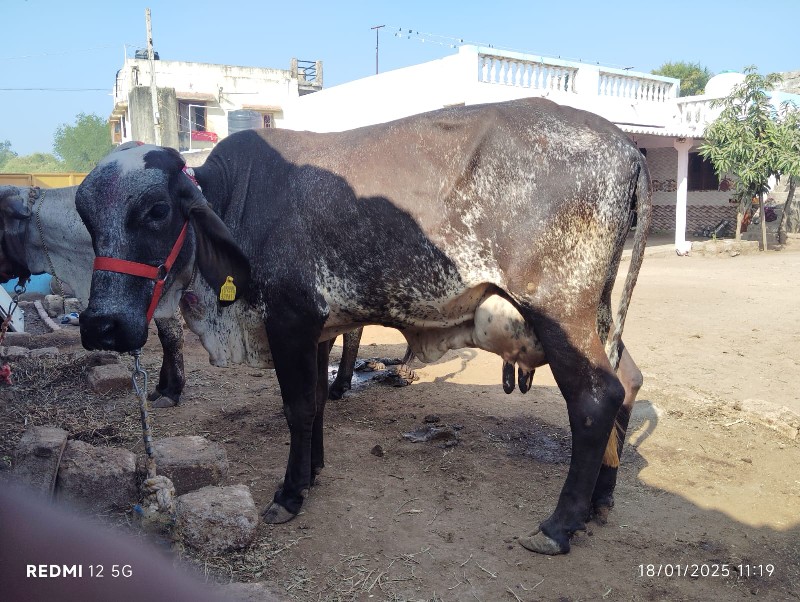 ગાય વેચવા ની છે